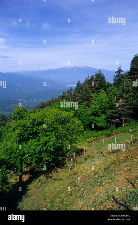 albere|albère de l'alberes.